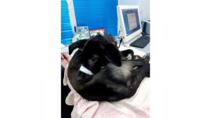 Собачку выбросили из машины и уехали. Она долга плакала и звала хозяев!