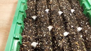 ПЕТУНИЯ. ПЯТЬ ДНЕЙ С МОМЕНТА ПОСЕВА.ПЕРВЫЕ ВСХОДЫ.ОШИБКИ ПРИ ПОСЕВЕ.УХОД ЗА ВСХОДАМИ.