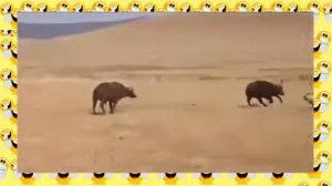 Львиный прайд против стада буйволов! Смертельные схватки животных
