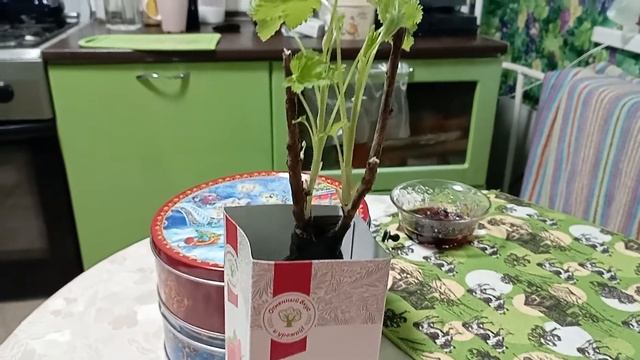 Купила красную смородину ,,Памятная" смотреть онлайн