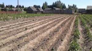 Картошка не взошла после обработки клубней