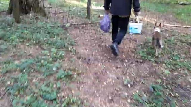 ПОДДУБНИКИ ПОЛЬСКИЕ В СЕНТЯБРЕ смотреть онлайн