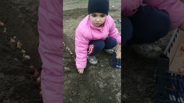 Прививаем любовь к труду!Посадка лука смотреть онлайн