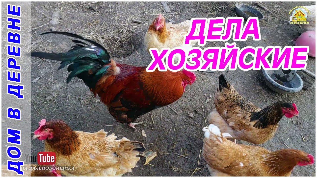 Farm Vlog_ Ни минуты покоя с этой птицей. Открыли купальный сезон. Жизнь в деревне.