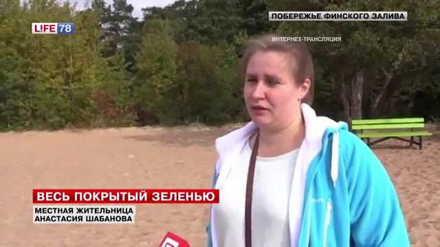 Прокуратура выясняет, почему «позеленел» Финский залив смотреть онлайн