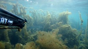 Spearfishing in Toskanka lake/Озеро Тосканка, подводная охота