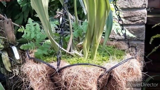 Орхиея Стангопея уход и содержание в домашних условиях. Stanhopea jenischiana смотреть онлайн