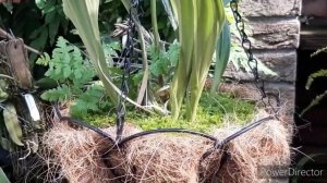 Орхиея Стангопея уход и содержание в домашних условиях. Stanhopea jenischiana