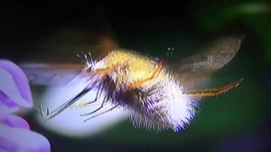 БИОСФЕРА: 31. Жужжало Большой (Bombylius major)