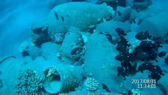 Дайвинг c черепахой смотреть онлайн