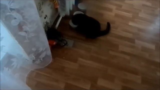 о чём думают кошки, когда мы их достаем смотреть онлайн