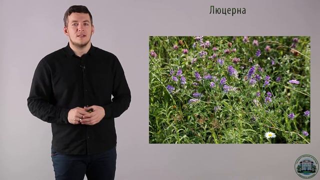 2 1 Зелёные корма