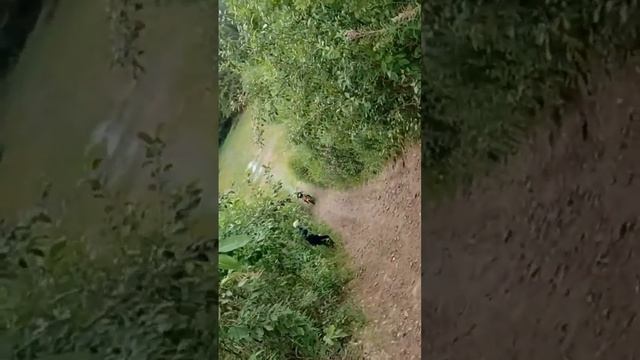 Козёл 125 кубов против жоский горы #мото #горы #эндуро #питбайк #говрек #говрекомендации #хочуврек смотреть онлайн