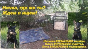 Расклеивали обьявления и ползали по лесу в поисках Ночки