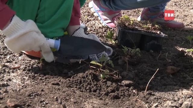 В "Саду моей мечты" посадили землянику и газон смотреть онлайн