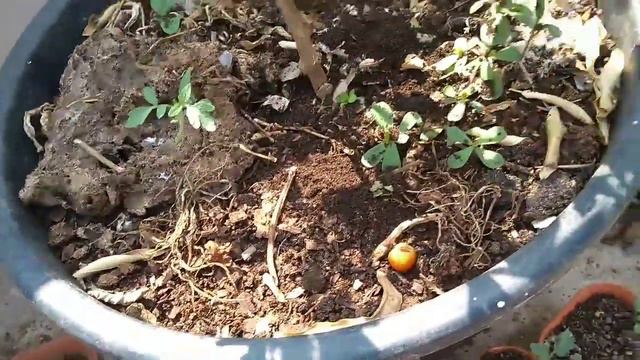 Epsom salt వల్ల మొక్కలకు ఎన్ని లాభాలో తెలుసుకొండి | How to use Epsom salt for plants смотреть онлайн