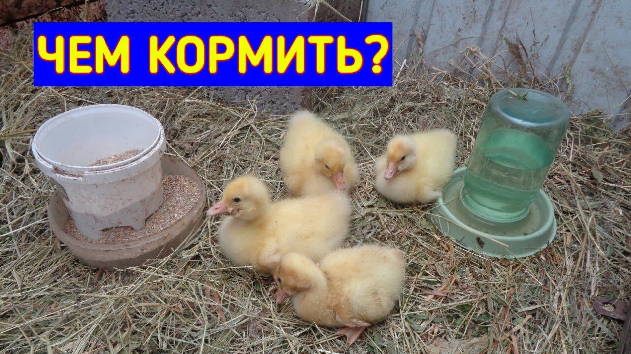 Содержание ГУСЯТ C первых суток/ Чем Кормить/Когда выпускать на траву/Гуси/Жизнь в Деревне.