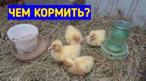 Содержание ГУСЯТ c первых суток/ Чем Кормить/Когда выпускать на траву/Гуси/Жизнь в Деревне.