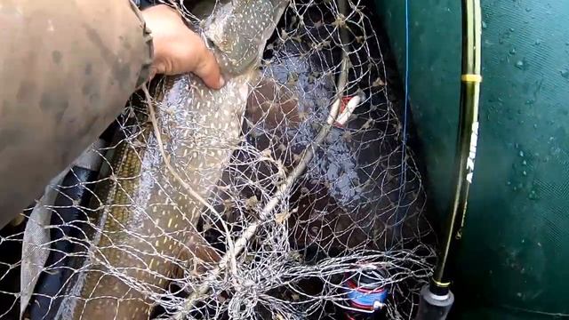 Ишим рыбалка на спининг в октябре. Щука покусала пальцы. смотреть онлайн