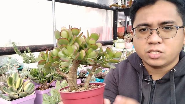 My 6 Jade Plants / Crassula Ovata Collection (+How I Grow Them Successfully!) смотреть онлайн