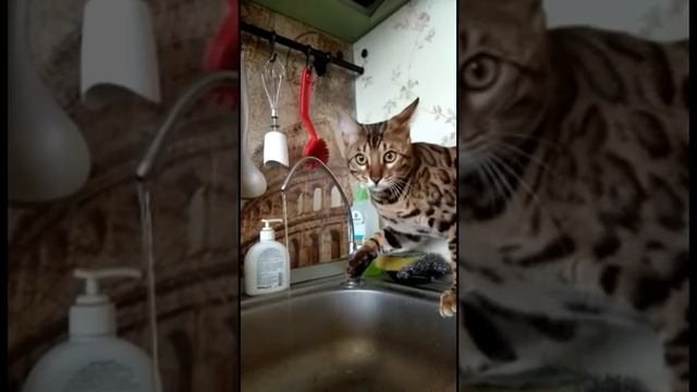 Золото бенгалов, питомник бенгальских кошек Екатеринбург,бенгальские кошки.Водяной.Мотеус.Кот Бенга