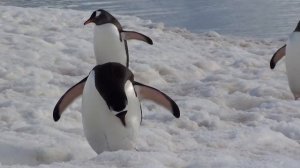 penguin Пингвин - плавает, но не летает