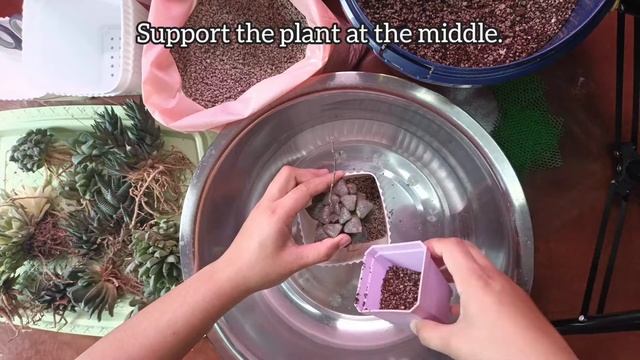 How to Grow Haworthia Indoors: Repotting // Soil Mix // Growlights