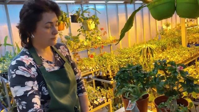 Мини Адениумы - Что Это? смотреть онлайн