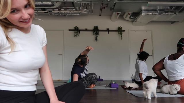 yoga with kittens (ragdoll cat breed) смотреть онлайн