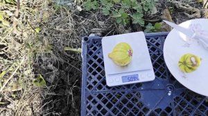 Инжир Bordissot Blanca Rimada(BBR)