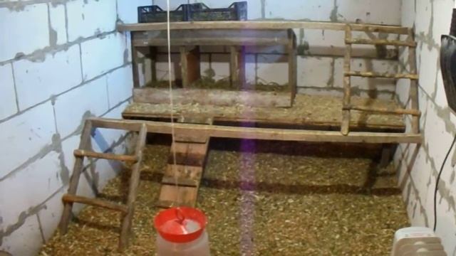 Обустройство курятника