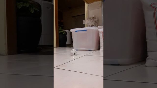 Kinects KD10 var java KT6 and KDT1 magnet смотреть онлайн