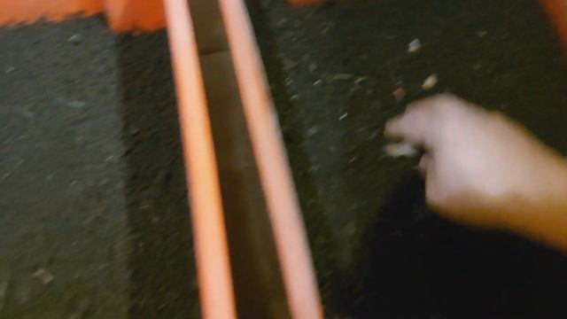 Разведение Дендробены.  Эксперименты с её содержанием. смотреть онлайн