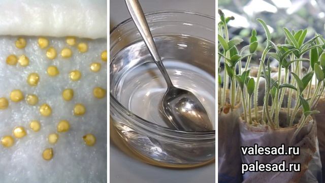 ПРОРАСТУТ ДАЖЕ СТАРЫЕ СЕМЕНА! Суперсредство для замачивания и проращивания семян