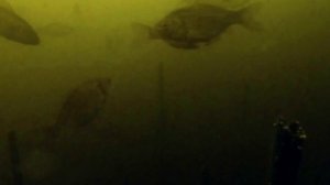 Зимняя рыбалка на карася ( Январь) , ловля в палатке. My fishing