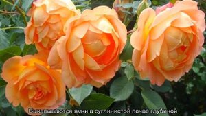 Роза Пэт Остин (Pat Austin) — описание сорта