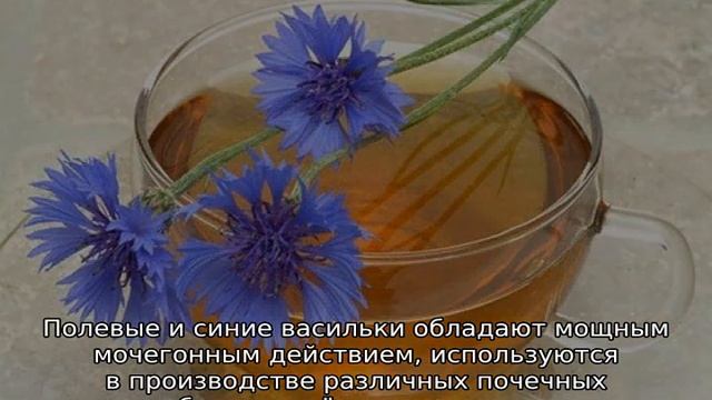 Василек полевой смотреть онлайн