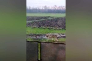 Набеги волков на птицу и скот участились в поселке Песчаном Кореновского района