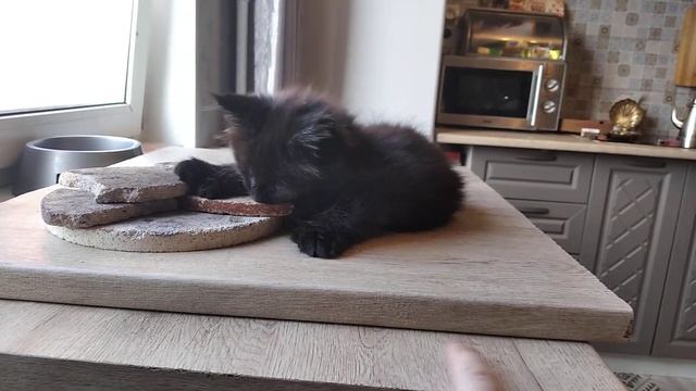 Котёнок мейн кун с 6 пальцами, и дикая охота на муху ? смотреть онлайн