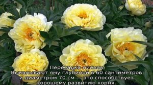 Желтые пионы