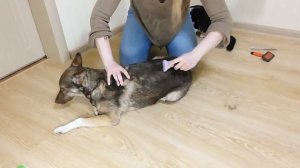 Фурминатор ✅ Обзор ✅Отзыв ✅Сравнение с расческами при чесании кошки и собаки