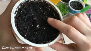 Что выросло из купленных семян цветов на 2021 год, а что можно было не сажать и не покупать