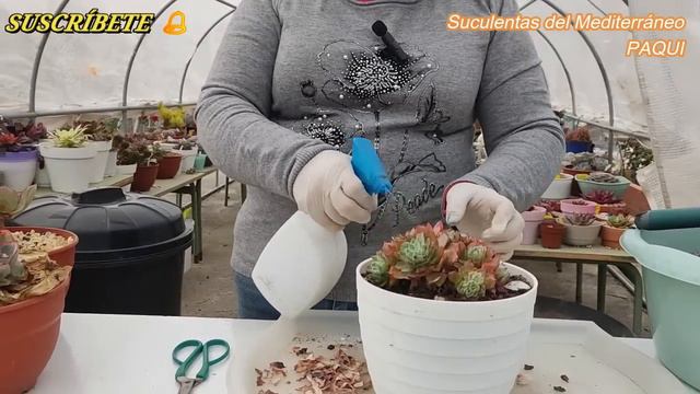 ECHEVERIA SUBRIGIDA Y OTRAS смотреть онлайн