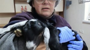 Обезроживание козлят пастой Dr.Naylor под наркозом. Часть 2