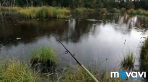 Река Воря. Какая приманка ловит щуку август на болоте