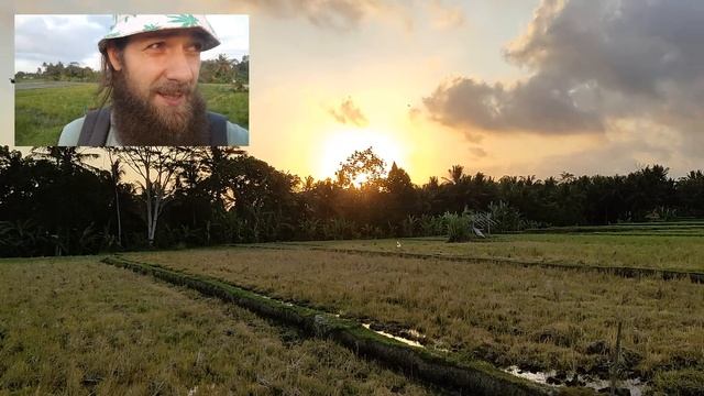 Рисовые поля, Убуд, Бали. смотреть онлайн