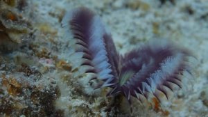 ОБИТАТЕЛИ ПОДВОДНОГО МИРА! ПОДВОДНЫЙ МИР И ЕГО КРАСОТА И РАЗНООБРАЗИЕ...