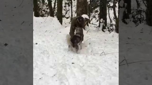 Аляскинский маламут в Сочинских лесах смотреть онлайн