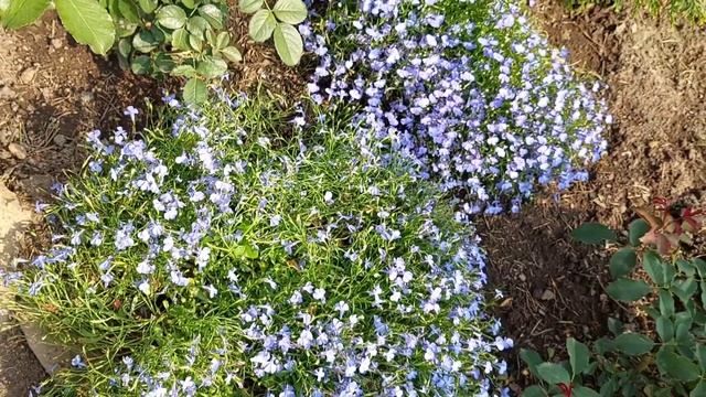 Компаньоны к молодым розам! смотреть онлайн