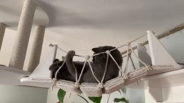 Потолочный комплекс для любимого котейки))